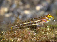 Coryphopterus punctipectophorus, Spotted goby: