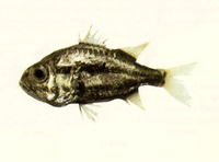 Siphamia fuscolineata, Crown-of-thorns cardinalfish: