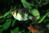 Puntius nigrofasciatus, Black ruby barb: aquarium