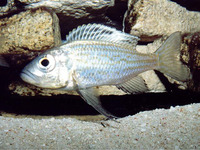 Aulonocranus dewindti, : aquarium