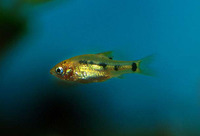 Puntius sachsii, Goldfinned barb: aquarium