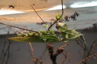Idolomantis diabolica - Devils Flower Mantis