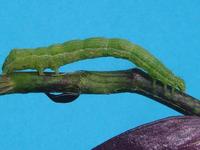 Image of: Trichoplusia ni (cabbage looper)