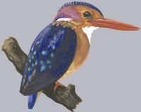 Image of: Ceyx pictus (African pygmy kingfisher)