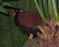 Pheasant Pigeon - Otidiphaps nobilis