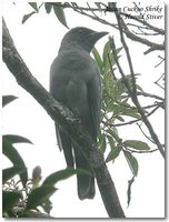 Large Cuckoo-shrike - Coracina macei