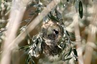 il pendolino sta costruendo il nido /penduline -tit making its nest/ remiz pendulinus