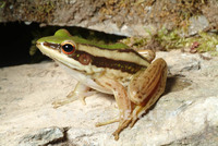 : Rana erythraea; Green Paddy Frog