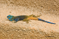 : Agama atricollis; Blue-headed Tree Agama