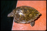 : Eretmochelys imbricata imbricata; Hawksbill Turtle