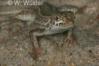 : Meroles knoxi; Knox's Desert Lizard