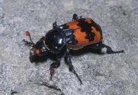 : Nicrophorus marginatus; Marginated Burying Beetle