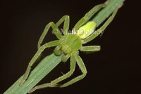 : Micromata virescens; Green Huntsmen Spider