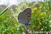 Maculinea arion - Large Blue