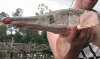Atractosteus spatula, Alligator gar: fisheries, gamefish, aquarium