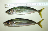 Trachurus mediterraneus, Mediterranean horse mackerel: fisheries, gamefish