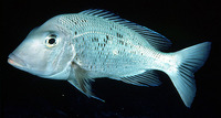 Gymnocranius euanus, Japanese large-eye bream: fisheries
