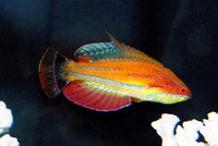 Paracheilinus mccoskeri, McCosker's flasher: aquarium