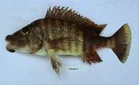 Lobochilotes labiatus, : aquarium
