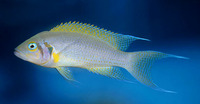Neolamprologus pulcher, : aquarium