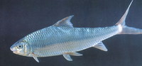 Onychostoma gerlachi, : fisheries