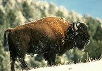 Image of: Bison bison (American bison)