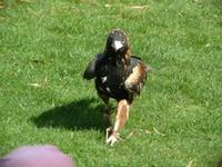 Hamirostra melanosternon - Black-breasted Buzzard