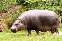 Hexaprotodon liberiensis - Pygmy Hippopotamus