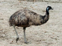 Image of: Dromaius novaehollandiae (emu)