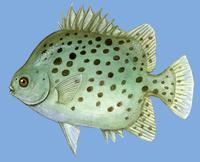 Image of: Scatophagus argus (argustfish)