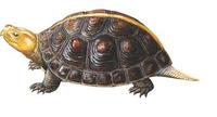 Image of: Cuora flavomarginata (yellow-margined box turtle)