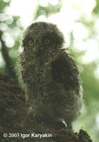 Eurasian Scops Owl - Otus scops