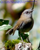 Black-billed Nightingale-Thrush - Catharus gracilirostris