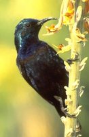 Purple Sunbird - Cinnyris asiaticus