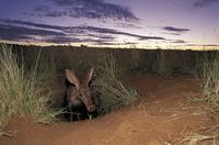 ...Aardvark, Orycteropus afer, emerging from burrow at dusk, Tuissen de Riviere NR, Free State, Sou