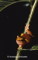 : Dendropsophus sarayacuensis