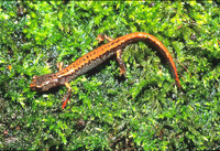 : Plethodon larselli; Larch Mountain Salamander