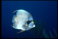 : Pomacanthus paru; French Angelfish