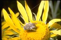 : Eucerini sp.; Long-horned Bee