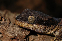 : Homopholis fasciata; African Banded Velvet Gecko