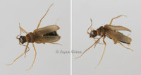 : Thylodrias contractus; Odd Beetle