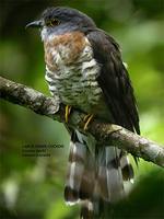 Large Hawk Cuckoo [Cuculus sparverioides]