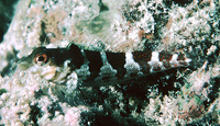 Malacoctenus triangulatus, Saddled blenny: aquarium