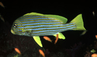 Plectorhinchus celebicus, Celebes sweetlips: fisheries