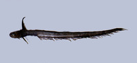 Ateleopus japonicus, :