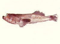 Xenocephalus elongatus, : aquarium