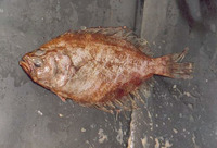 Hippoglossina macrops, Bigeye flounder: fisheries