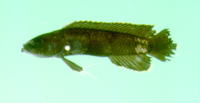 Acanthoplesiops hiatti, Hiatt's basslet: