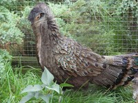 Polyplectron malacense - Malayan Peacock-Pheasant
