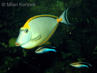 Naso lituratus - Barcheek Unicornfish